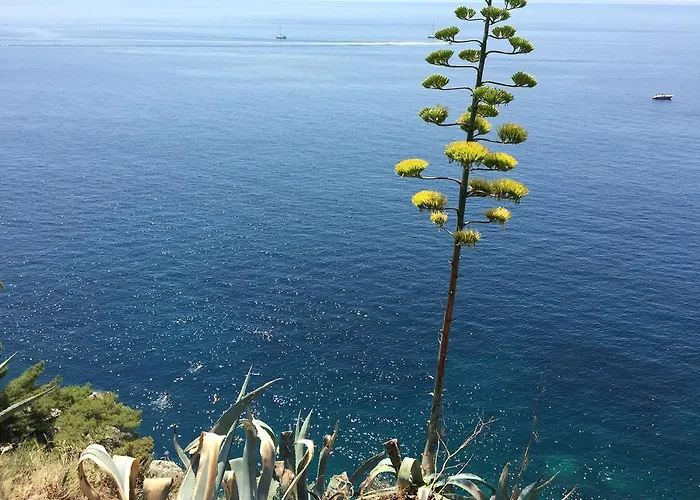 White & Co And Ντουμπρόβνικ